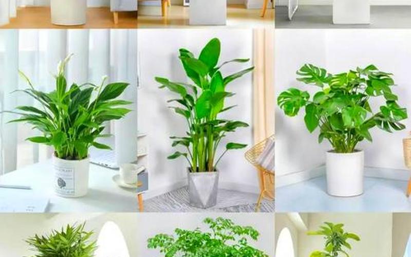 风水植物摆放位置 风水植物摆放位置