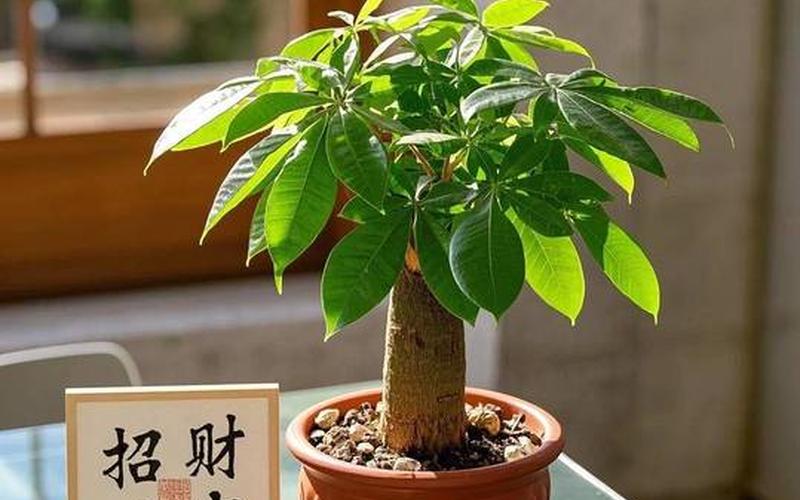 风水植物选修 风水植物选修