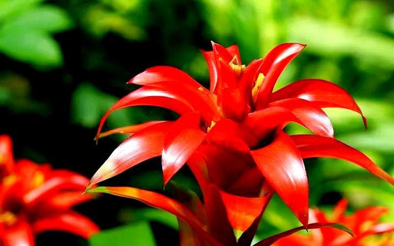 每个属相风水花卉有哪些呢