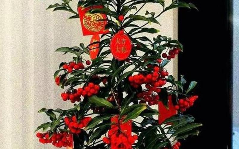 属相养什么花转运 属相养什么花转运