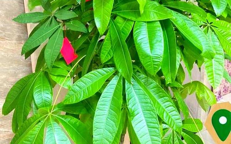 属相房子靠水好还是靠树好