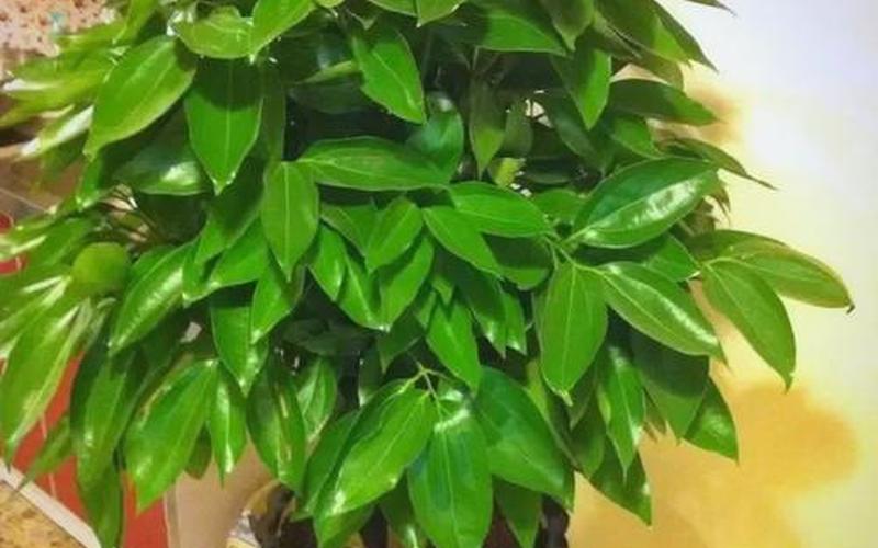 风水植物是什么 风水植物是什么