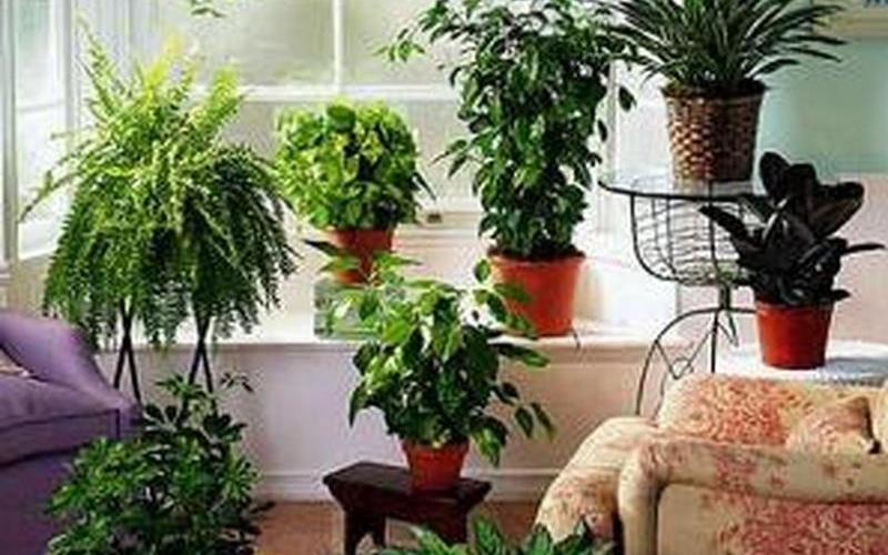 如何利用风水学摆放家居植物 如何利用风水学摆放家居植物