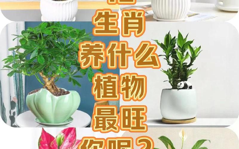 什么属相放什么植物好 什么属相放什么植物好