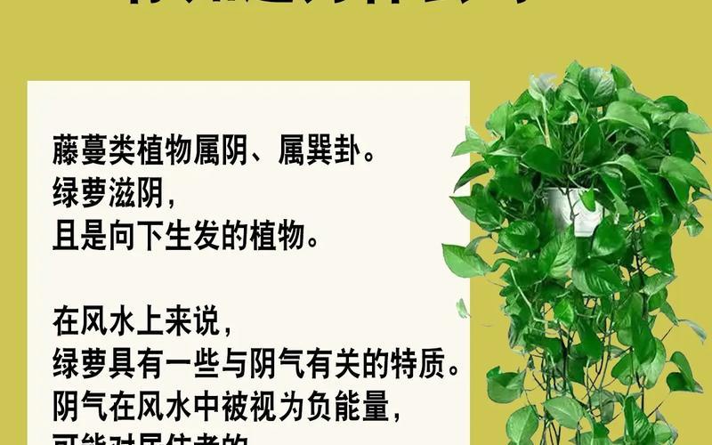 植物的风水禁忌