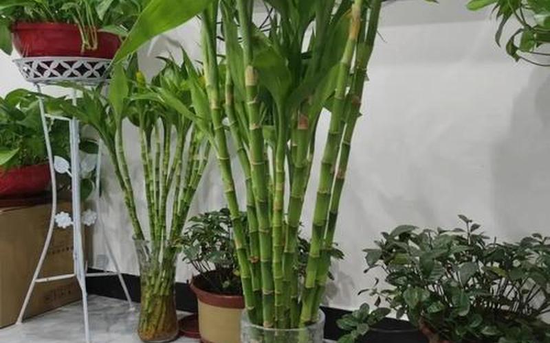 植物的风水作用