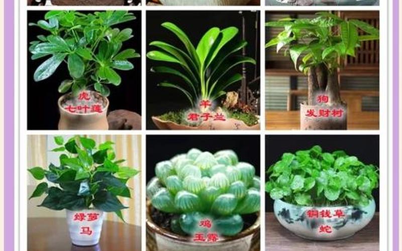 各属相幸运植物 各属相幸运植物