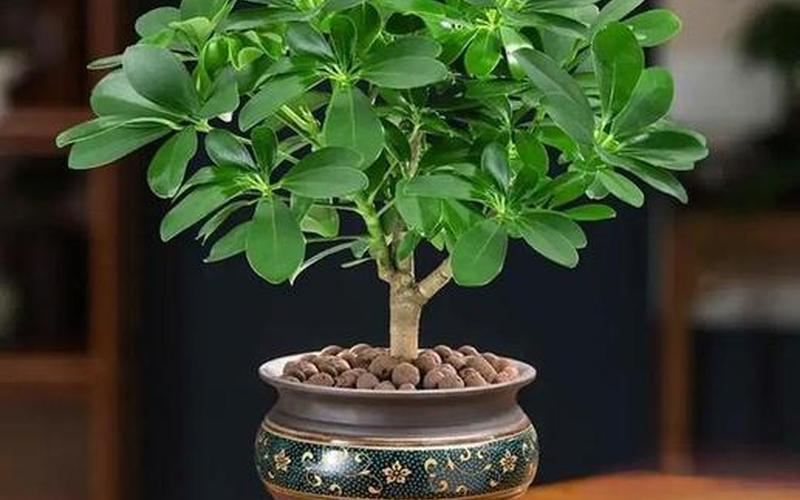 属相相配的植物 属相相配的植物