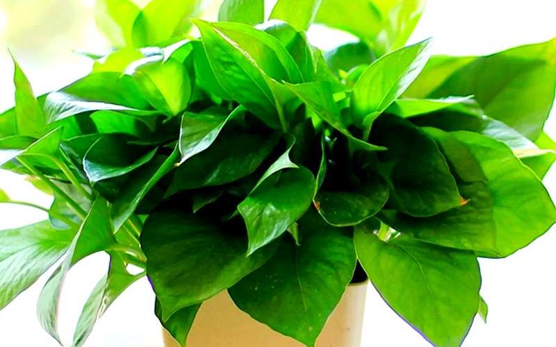 每个属相适合什么植物 每个属相适合什么植物