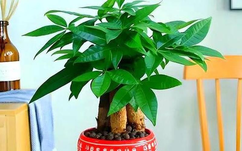 十二生肖绿植风水选择 十二生肖绿植风水选择