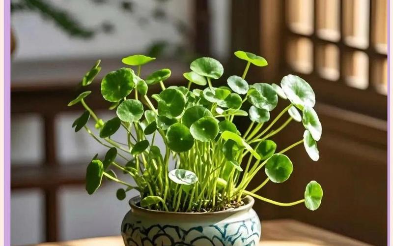 风水中的植物 风水中的植物