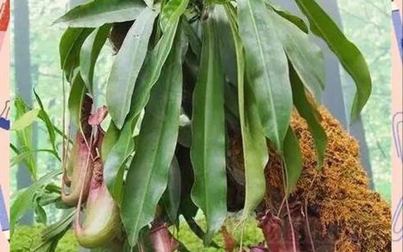 属相与植物有什么关系 属相与植物有什么关系