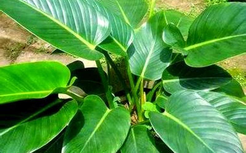 各属相适合种的植物 各属相适合种的植物