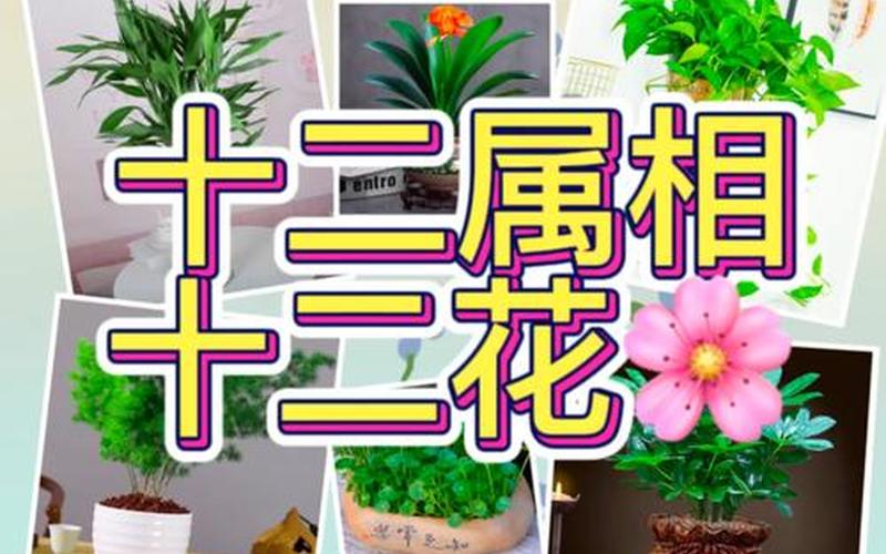 属相对应养的花 属相对应养的花