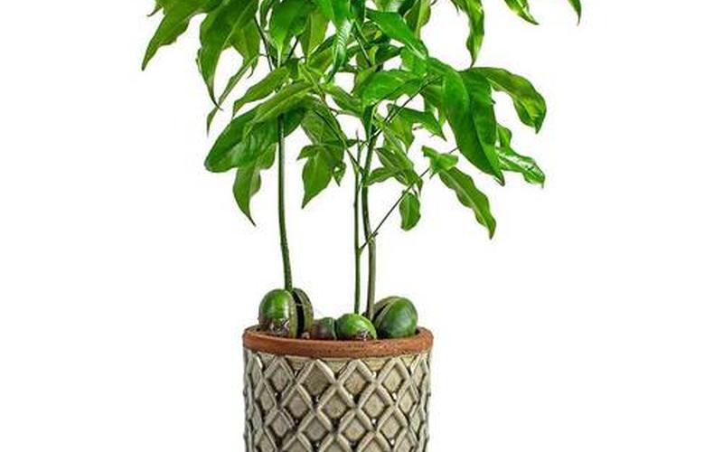 属性与植物风水有关吗 属性与植物风水有关吗