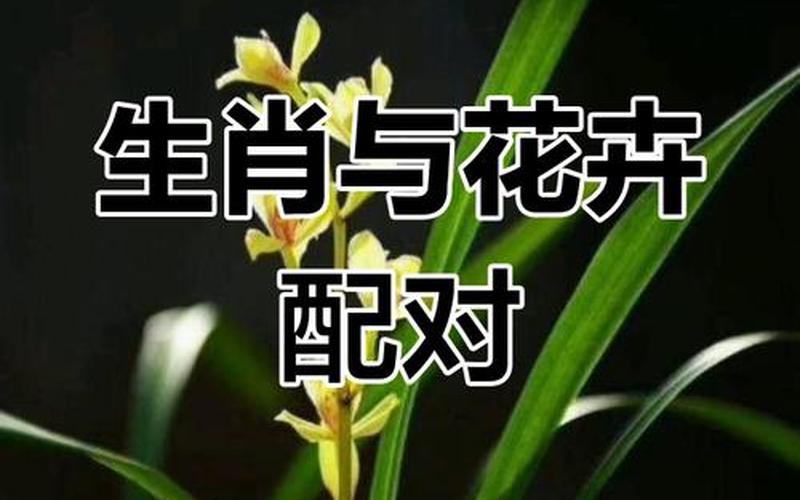 十二属相的花