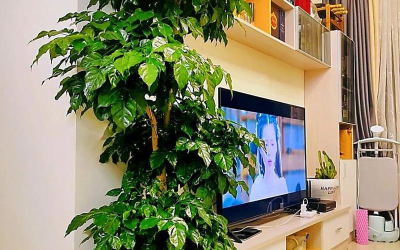 风水上植物放那个位置比较好呢 风水上植物放那个位置比较好呢