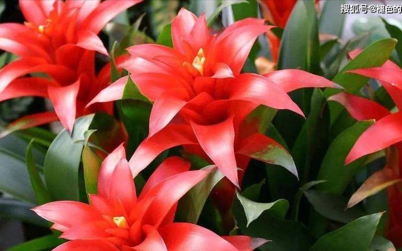 属相养什么花好运 属相养什么花好运