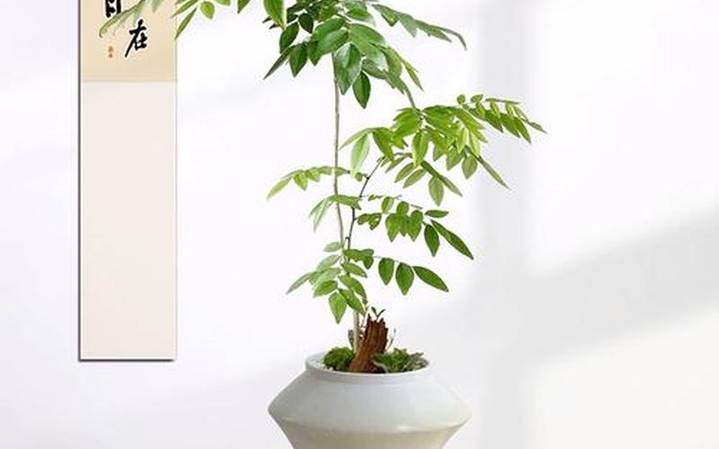 风水学植物变黄意味着什么 风水学植物变黄意味着什么