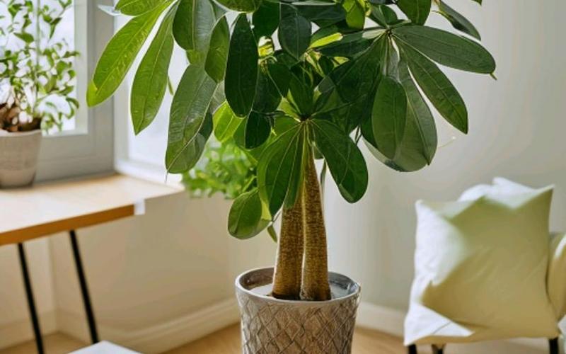 什么属相栽什么花比较好 什么属相栽什么花比较好