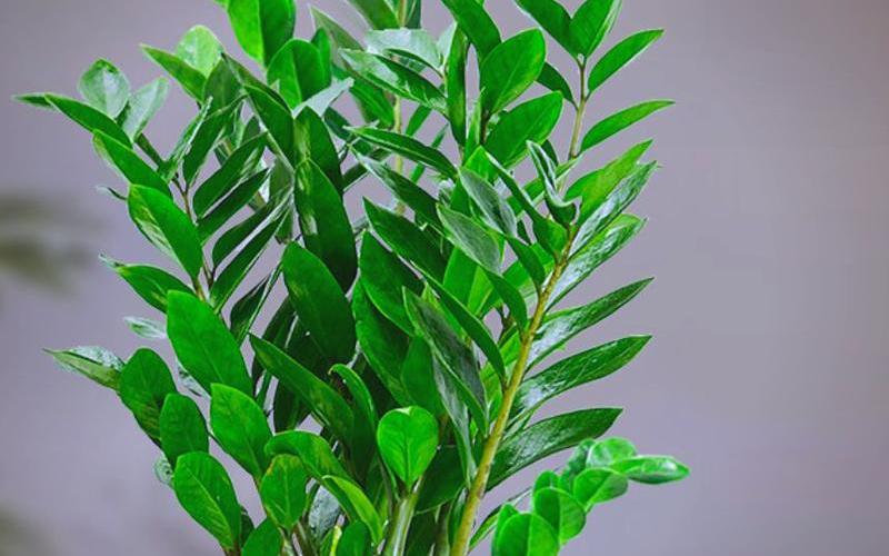 属相吉祥植物有哪些呢