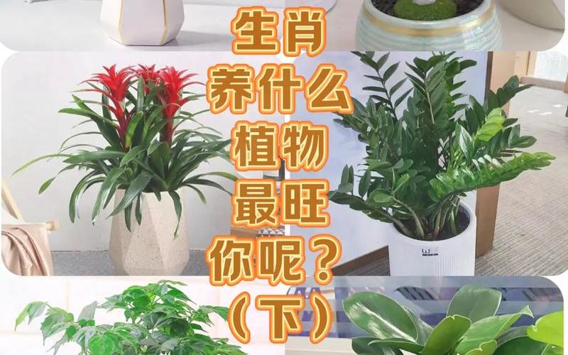 属相 植物 属相 植物