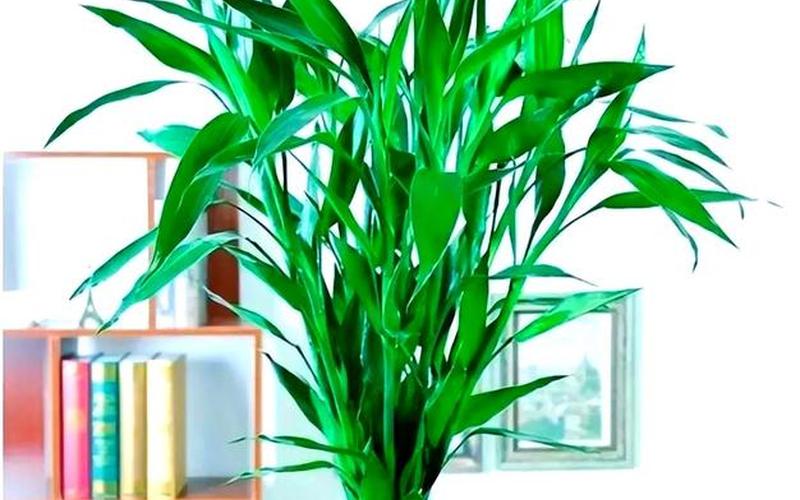 属相与植物风水有关吗为什么 属相与植物风水有关吗为什么