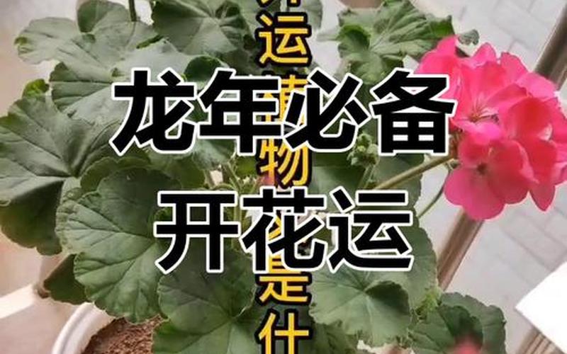 属相养什么植物最旺运 属相养什么植物最旺运