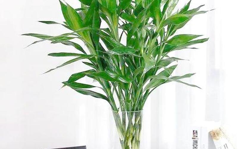 属相花草摆放位置