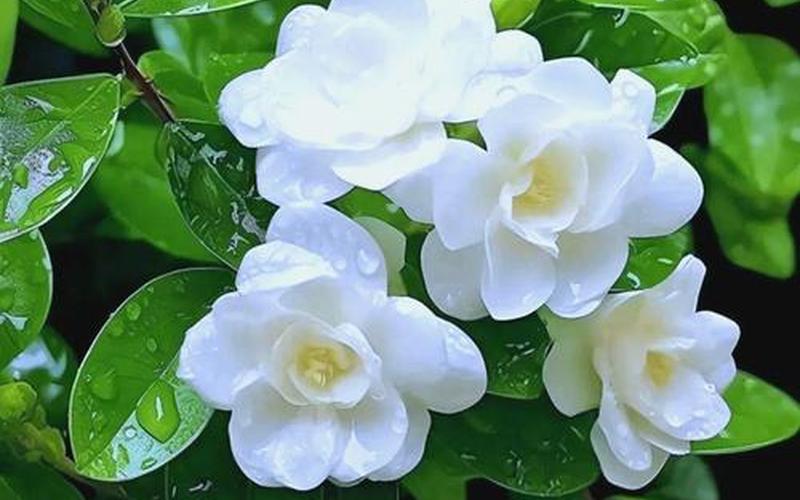 各类属相适合的花卉 各类属相适合的花卉