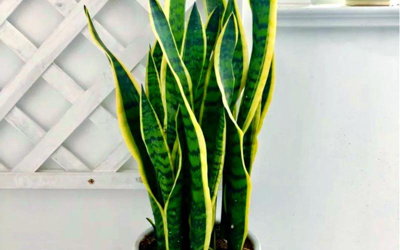 属相与植物的搭配禁忌 属相与植物的搭配禁忌