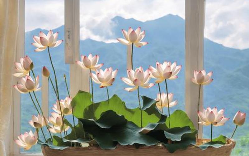 属相养什么花财运亨通 属相养什么花财运亨通