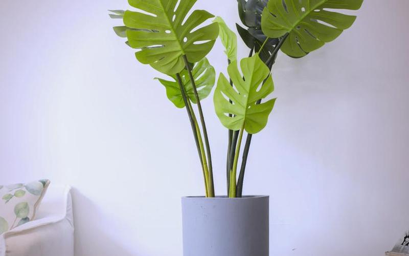 植物与家居风水