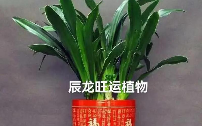 属相植物怎么养旺财运