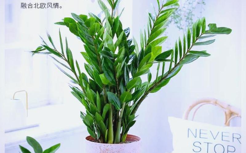 属相植物旺财的生肖