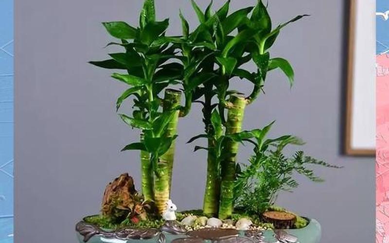 植物和生肖的财运