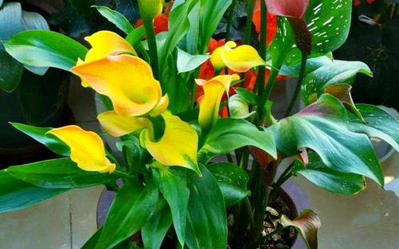 属相和植物相克吗 属相和植物相克吗