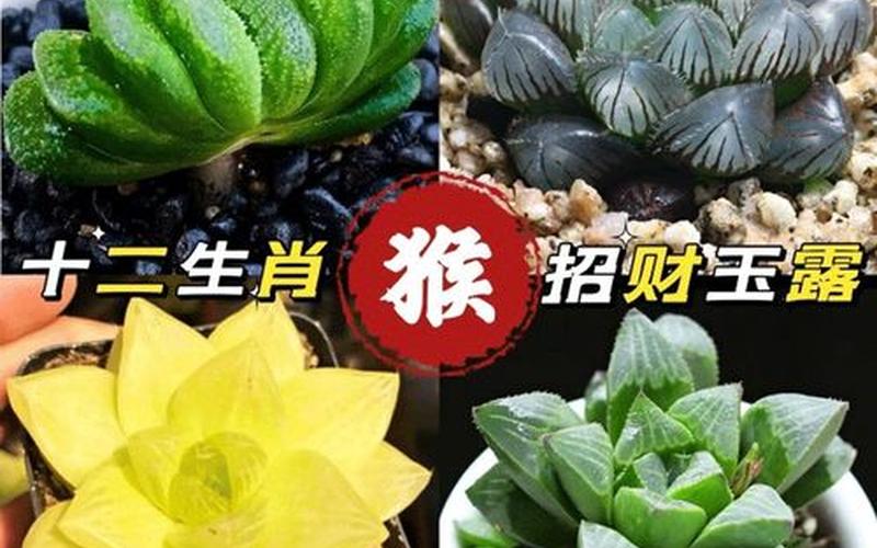 属相与植物的搭配好吗 属相与植物的搭配好吗