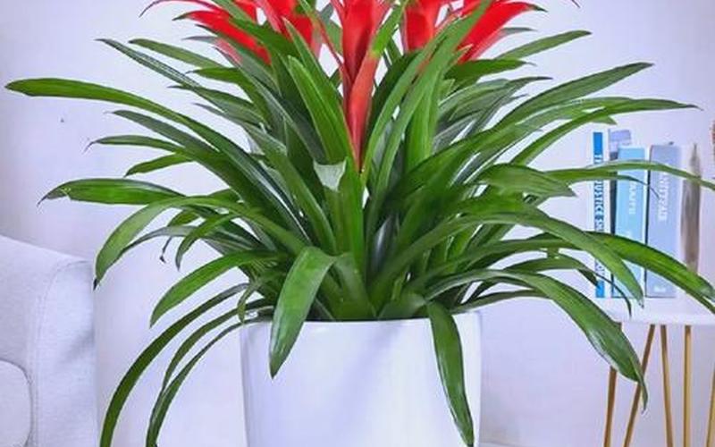 植物风水摆放图片