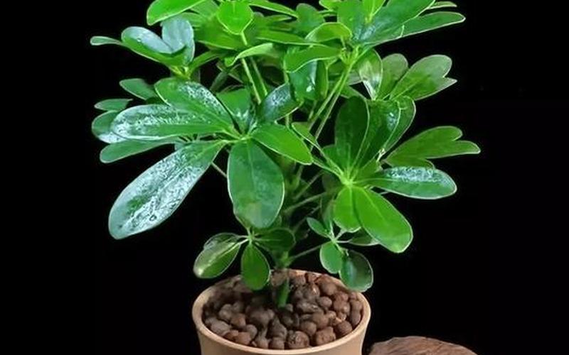 属相和植物 属相和植物