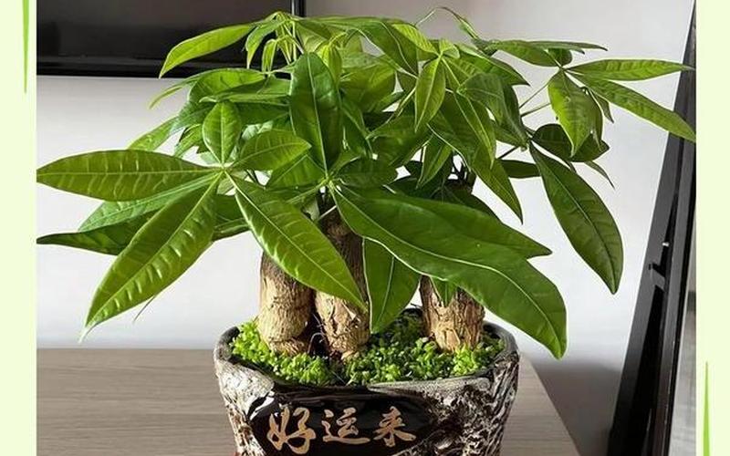 生肖养花风水 生肖养花风水