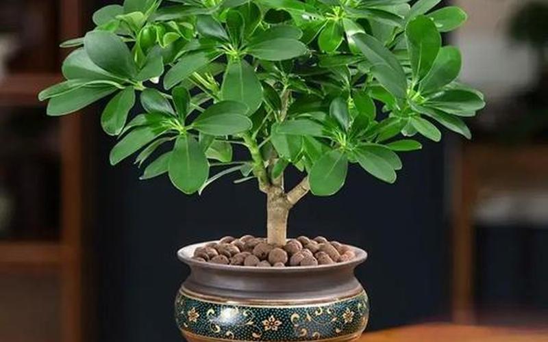 属相摆放什么植物盆栽