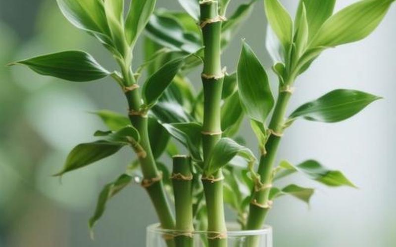 植物在风水中的作用是什么 植物在风水中的作用是什么