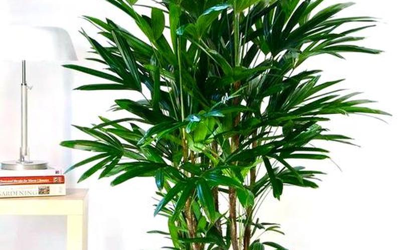 风水植物图片 风水植物图片