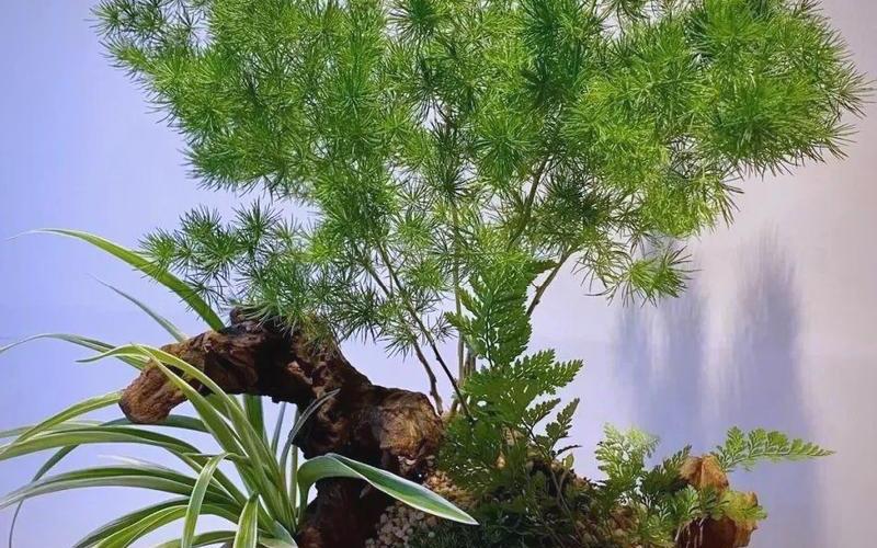 十二属相相对应好的绿植有哪些