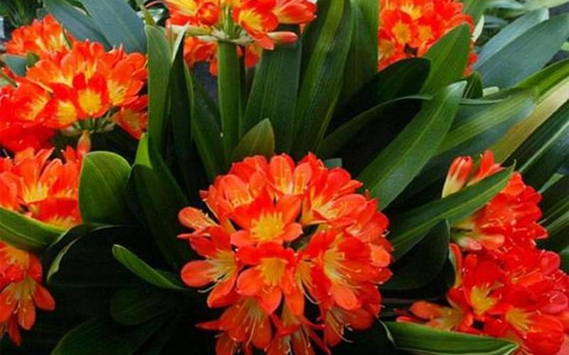 属相吉祥植物是什么 属相吉祥植物是什么