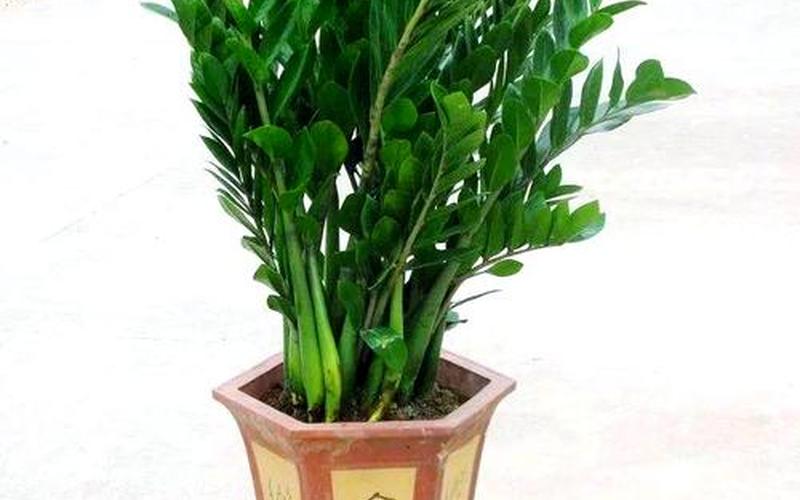 属相养什么植物好 属相养什么植物好