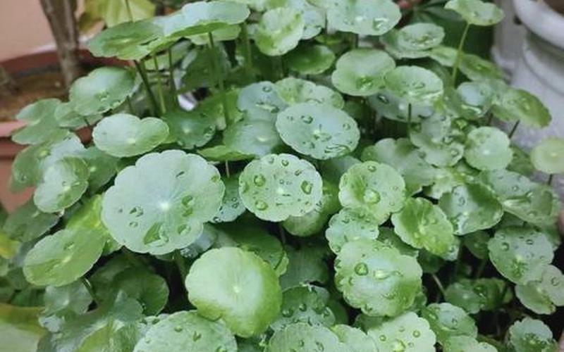 属性旺财植物 属性旺财植物