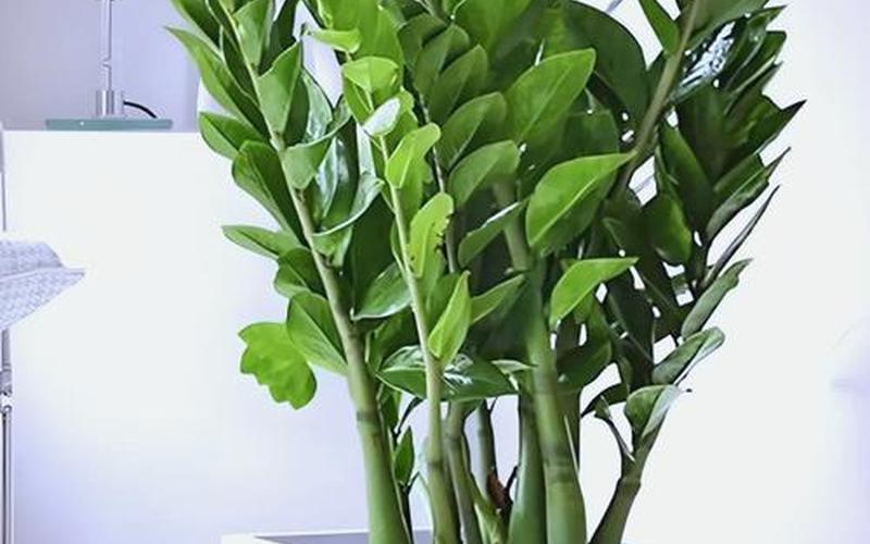 家居风水植物摆放 家居风水植物摆放