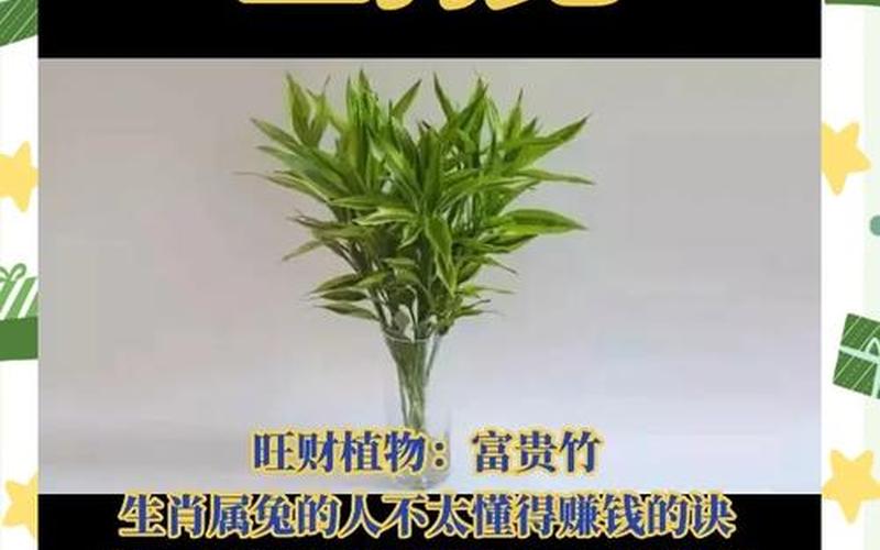 属相养什么植物最吉利 属相养什么植物最吉利